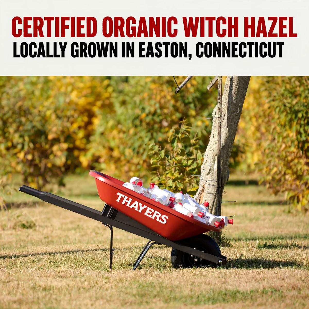 Unscented Alcohol-Free Witch Hazel Facial Toner for Dry Skin, 8.5 Fl Oz